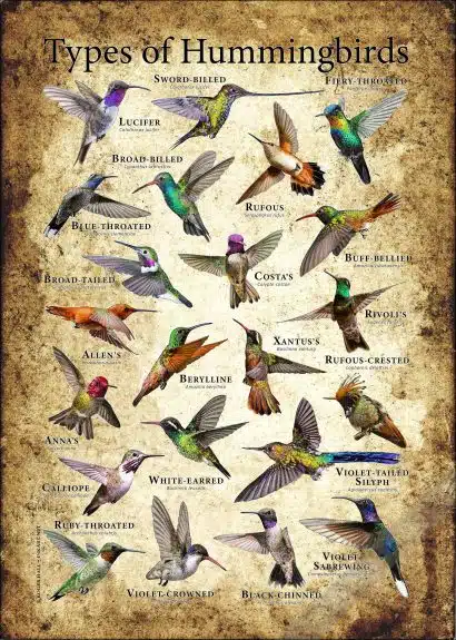 Types of Hummingbird Poster - Wildlife Art - Image 3