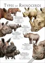 Types of Rhinoceros Poster Print - Image 3