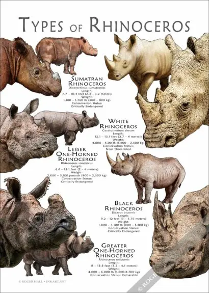 Types of Rhinoceros Poster Print - Image 3