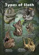 Types of Sloth Poster