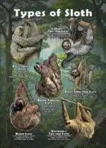 Types of Sloth Poster