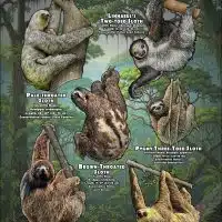 Types of Sloth Poster
