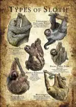 Types of Sloth Poster Print - Wildlife Art - Image 3