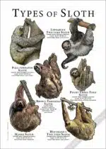 Types of Sloth Poster Print - Wildlife Art - Image 2