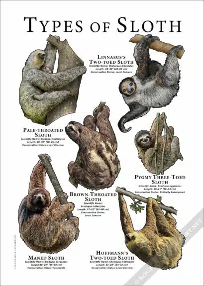 Types of Sloth Poster Print - Wildlife Art - Image 2
