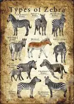 Types of Zebras Poster Print - Art Illustration - Image 2