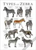 Types of Zebras Poster Print - Art Illustration - Image 3