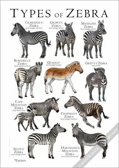 Types of Zebras Poster Print - Art Illustration - Image 3