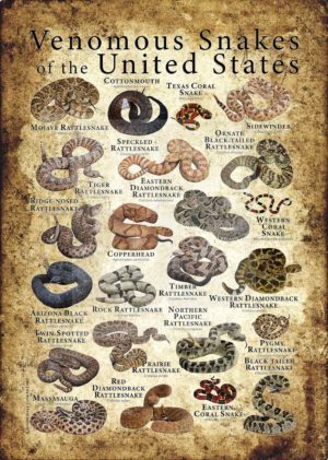 Venomous Snakes of United States poster