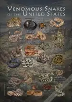 Venomous Snakes of United States poster
