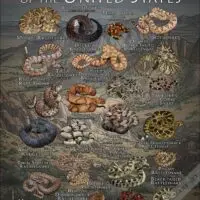 Venomous Snakes of United States poster