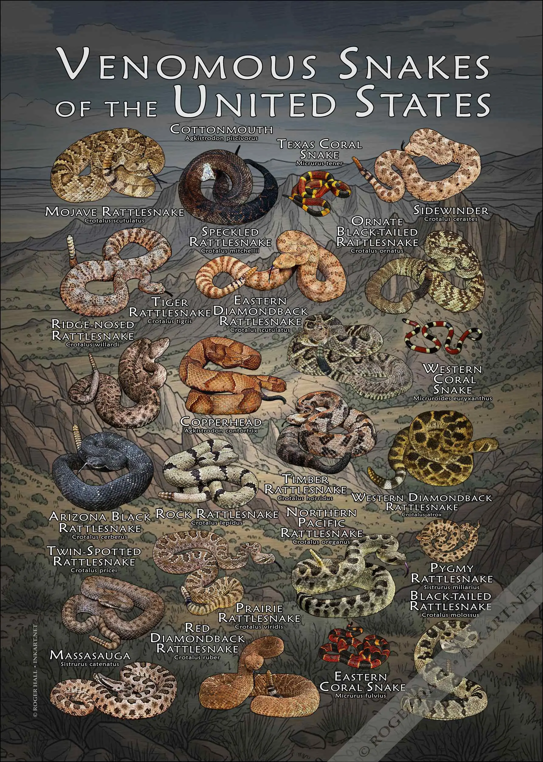 Venomous Snakes of the United States Poster Print