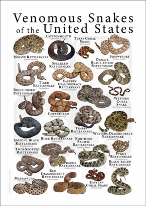 United States venomous snakes