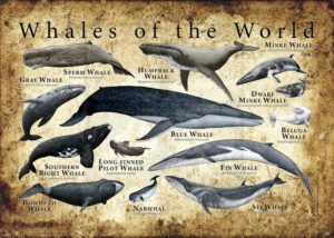 Whales of the World Poster