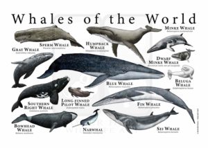 Whales of the World poster