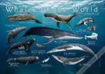 Whales of the World Poster