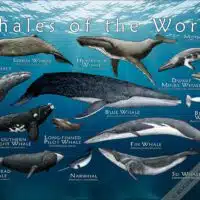 Whales of the World Poster