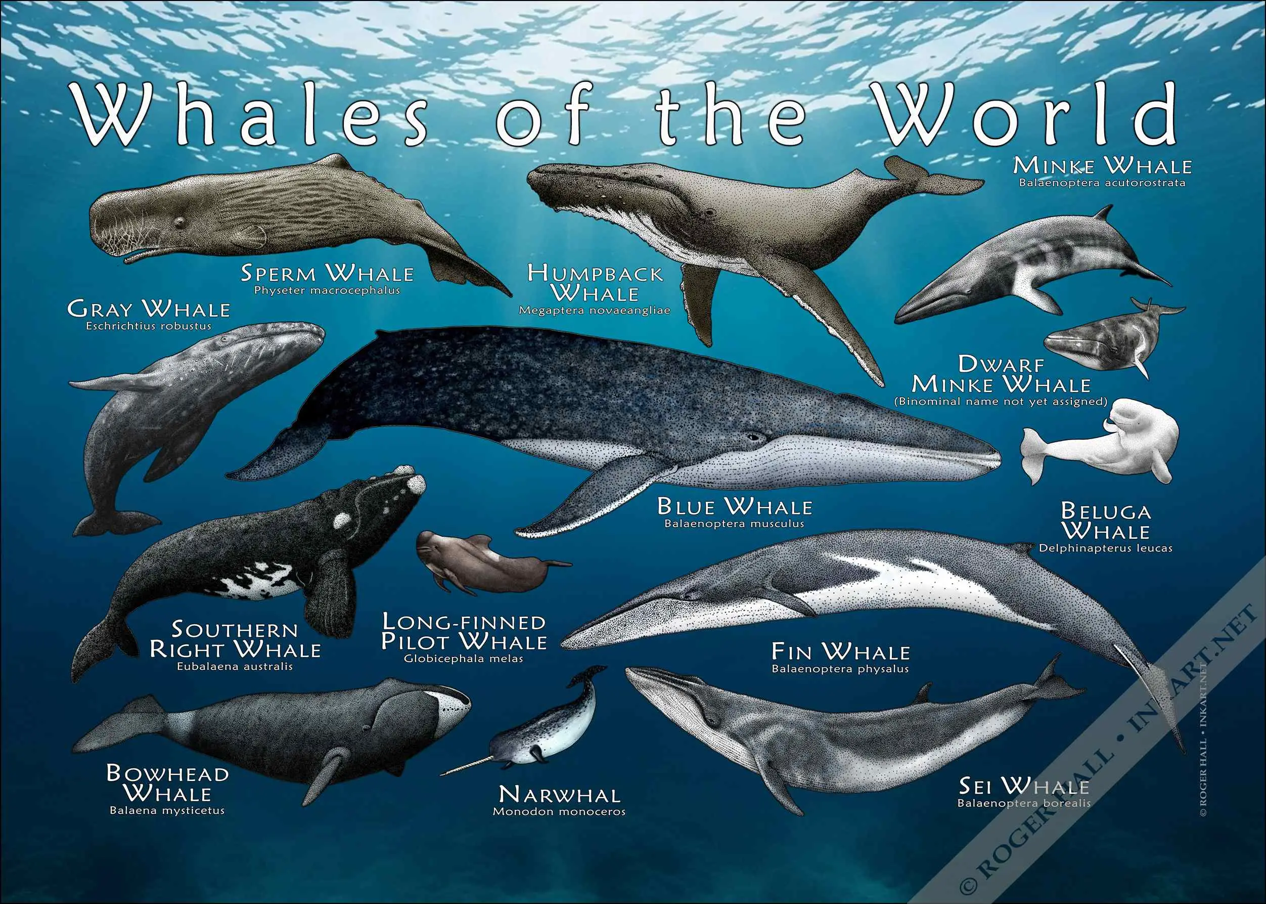 Whales of the World-COLOR Whales of the World Poster