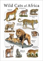 wild cats of Africa