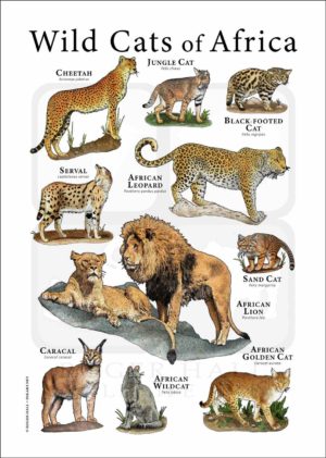 wild cats of Africa