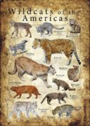 Wild Cats of the Americas poster
