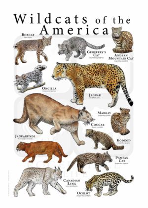 Wild cats of the Americas