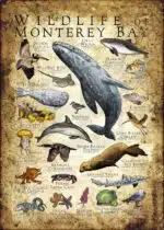 Wildlife of Monterey Bay, California