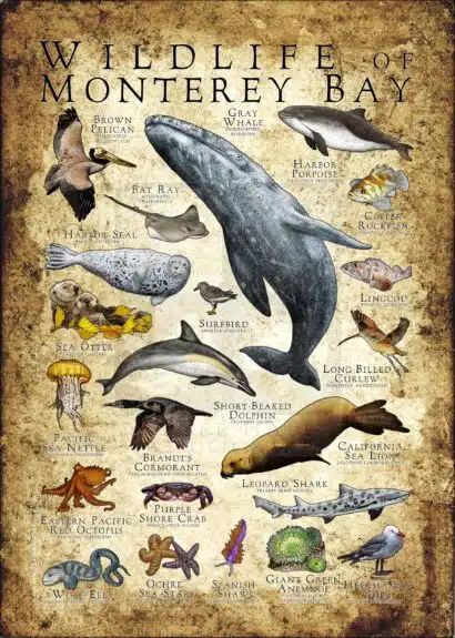 Wildlife of Monterey Bay, California