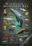 Wildlife of Monterey Bay, California