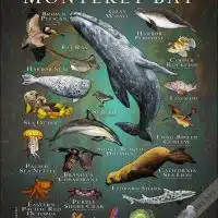 Wildlife of Monterey Bay, California