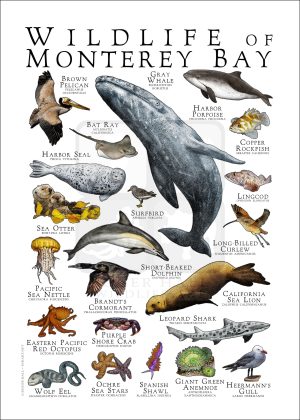 Wildlife of Monterey Bay, California