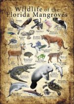Wildlife of the Florida Mangroves Poster