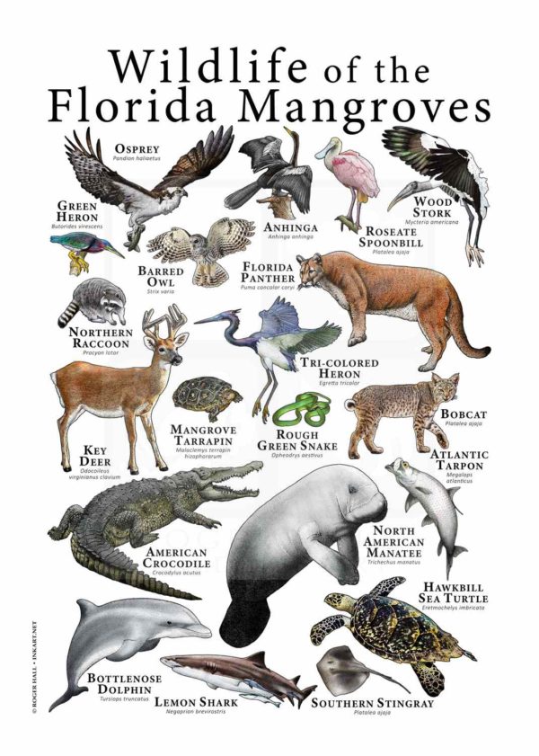 Florida Mangrove wildlife
