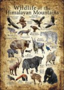 Wildlife of the Himalaya Mountains poster