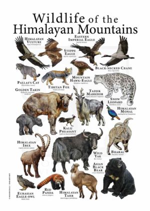 Wildlife of the Himalaya Mountains poster
