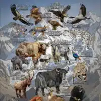 Wildlife of the Himalaya Mountains poster