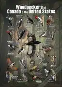 Woodpeckers of Canada & the United States poster