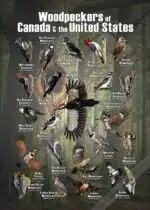 Woodpeckers of Canada & the United States poster