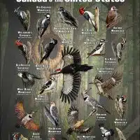 Woodpeckers of Canada & the United States poster