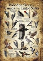 Woodpecker poster