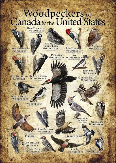 Woodpecker poster