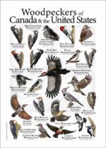 Woodpecker poster