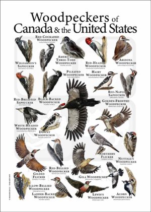 Woodpecker poster