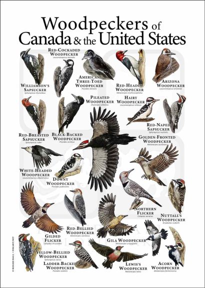 Woodpecker poster
