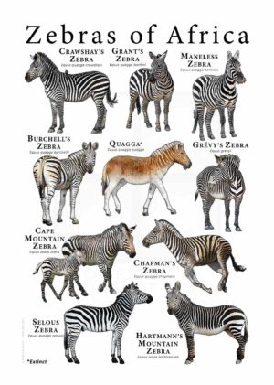 Zebras of Africa Poster