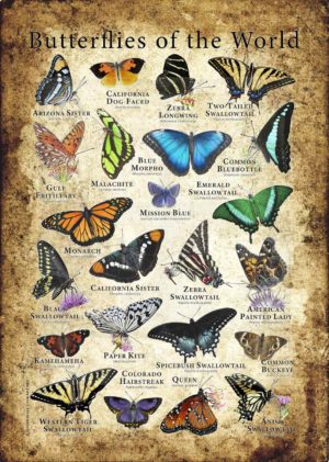 Butterflies of the World Poster