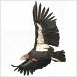 California Condor illustration