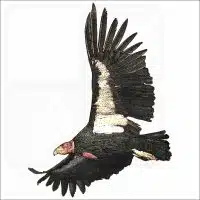 California Condor illustration