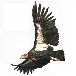 California Condor illustration