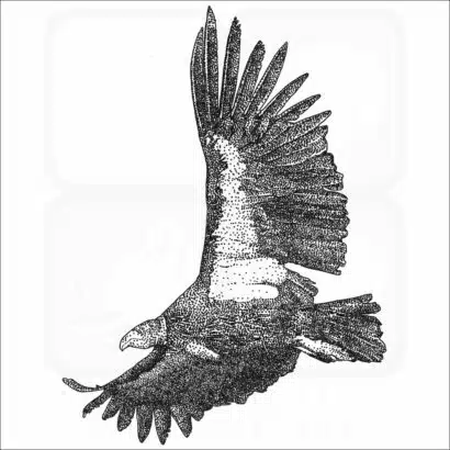 California Condor